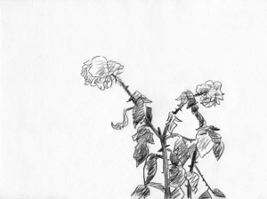 tis-amigos-koike-medium-1